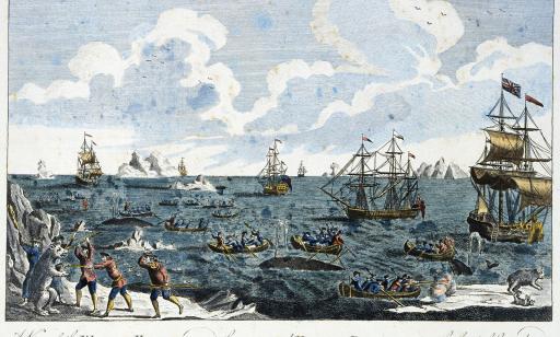 Men harpoon whales from boats near large sailing ships. On the ice, other men spear a polar bear.