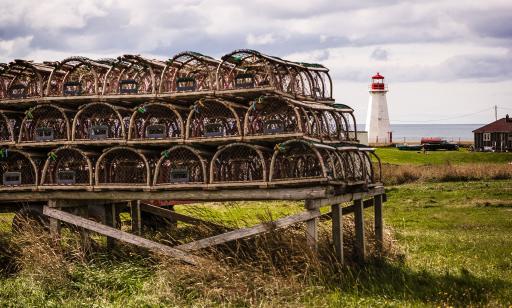 Derrière des cages à homard placées en rangs superposés sur une structure en bois, on voit au loin un phare et le golfe. 