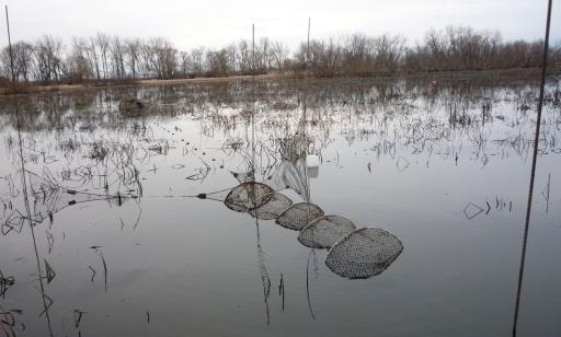 A tubular net held open by five rings, staked down beneath the surface of a marsh.