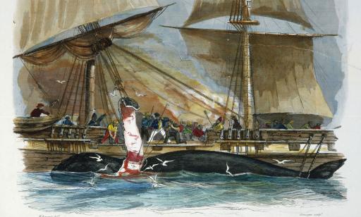 Des hommes à bord d’un grand voilier arrachent un large lambeau de peau à une baleine flottant près de la coque du navire.