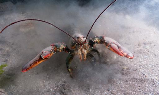 A lobster in its natural habitat. Its claws are held up and its legs stir the bottom, muddying the water.