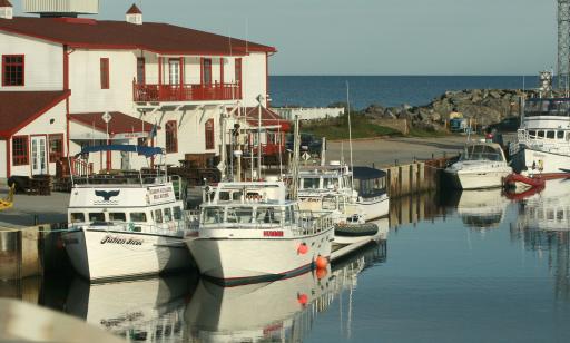 White boats at a wharf. Two of them feature a blue logo of a whale's flukes above the water's surface.