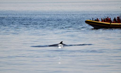 A whale's curved dorsal fin breaks the surface as people watch from a nearby Zodiac boat.