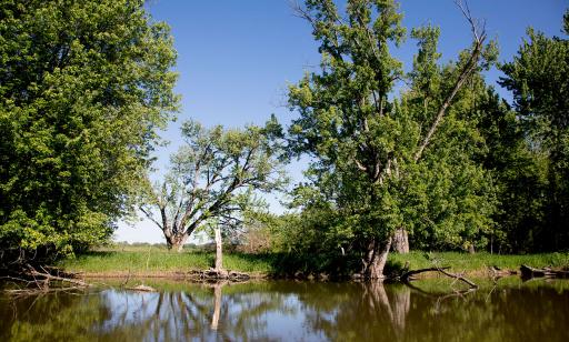 Sur le rivage d’une île, on voit de grands arbres dont une partie des racines sont à découvert et semblent sortir de l’eau.