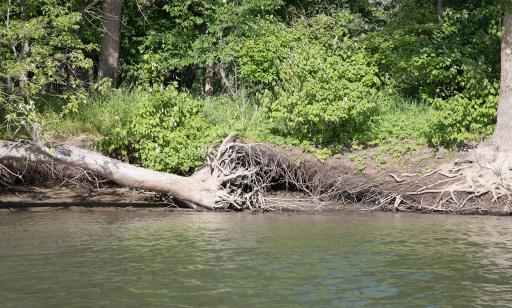 A tree torn from the shoreline leans out over the water. Its roots are exposed.