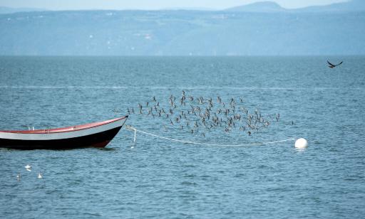 A flock of small grey birds flies above the water, past a boat secured to a mooring buoy.
