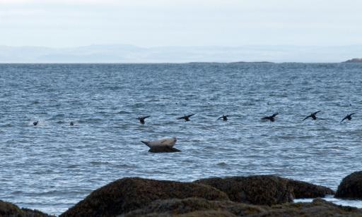 Huit canards s’envolent derrière un phoque étendu sur le côté sur une roche entourée d’eau près d’une rive couverte d’algues.