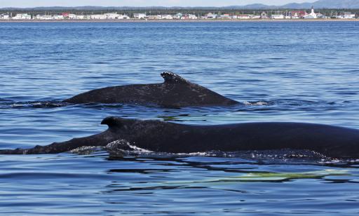 On voit la nageoire dorsale et une partie du dos de deux baleines hors de l’eau et, au loin, des habitations sur la rive. 