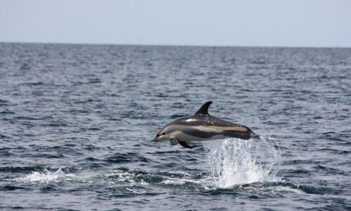 A dolphin leaps out of the water, showing its black back and flippers and the white and beige patches on its flanks.