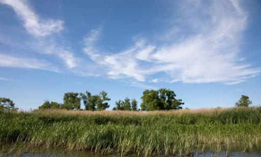 On voit des plantes émergentes en abondance au bord d’une île où l’eau est peu profonde et, au loin, il y a quelques arbres. 