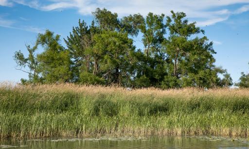 Plusieurs grands arbres se dressent au milieu d’une île autour desquels il y a des plantes en abondance jusque dans l’eau.