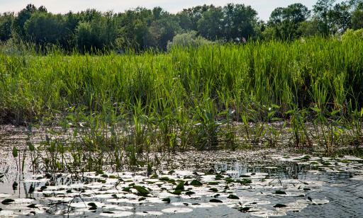 On voit des feuilles de nénuphars flottant sur l’eau, puis les nombreuses plantes d’un marais et au loin plusieurs arbres.