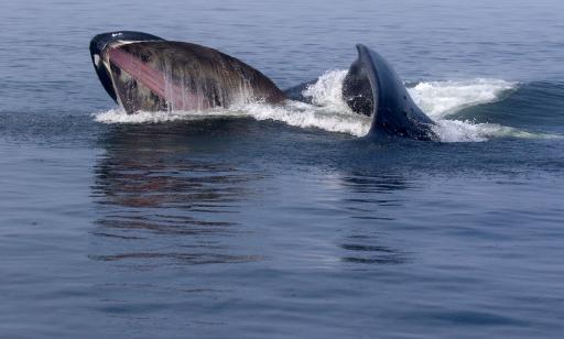 A whale's gaping mouth breaches the surface of the water, showing the baleen plates inside.