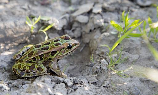 A green frog with irregularly placed oval black spots on its back and feet sits on the ground.