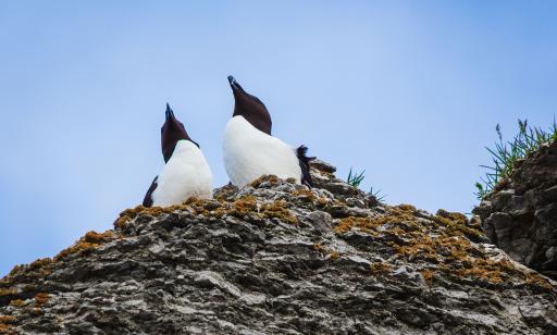 Two black and white birds perch on the edge of a rocky, lichen-covered cliff.