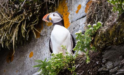 A black and white bird with an orange, white and black bill stands among flowers on a cliff. 