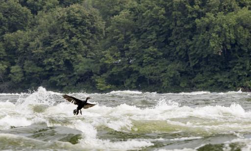 A black bird with outstretched wings flies just above the surface of a turbulent waterway, not far from a wooded shore.