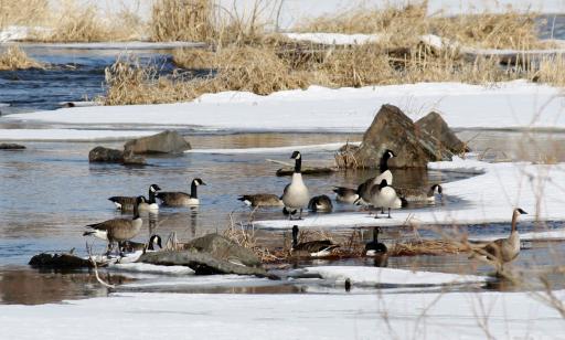 A group of fifteen grey, white and black birds in the water near rocks, floating ice and dry vegetation.