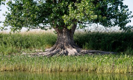 Aquatic plants grow in front of a large tree with sprawling roots running above the ground.