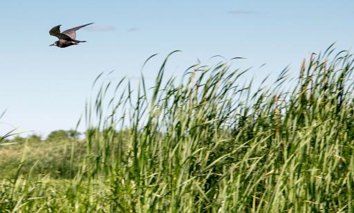 A black and dark grey bird with a pointed beak and narrow wings flies over reeds under a clear blue sky.