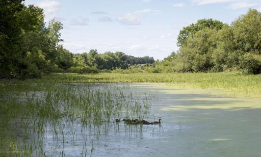 Eleven brown ducks swim among wetland plants in a channel. Both shores are covered in trees.