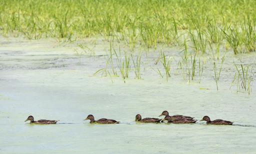 Six ducks with yellowish beaks and brown and grey plumage swim in a channel not far from a marsh.