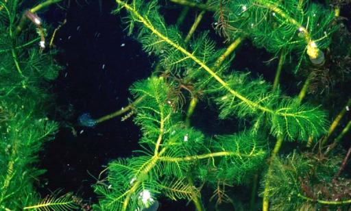 Aquatic plants with thread-like leaflets growing along their long, feathery floating stalks.