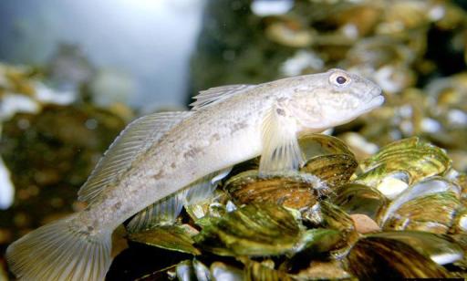 A fish with bulging eyes and a pale grey body with brown spots sits on a shell-covered substrate.