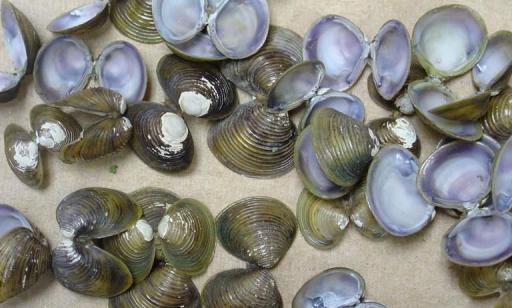 View of many clam shells, brown and khaki on the outside and pearly white and purple on the inside.