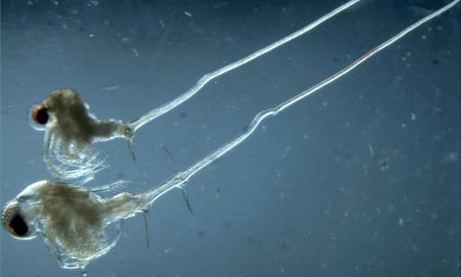 Side view of two crustaceans, showing their translucent white bodies, black eyespots and long spiny tails.