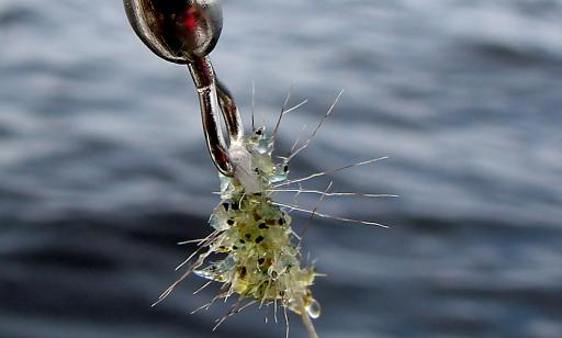 A greenish clump with black spots and long spines, clinging to a fishing line near a metal ring.