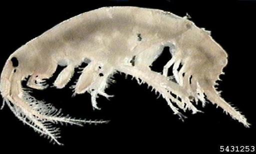 Side view of a white amphipod showing its black eye and the hairs on its antennae and legs.