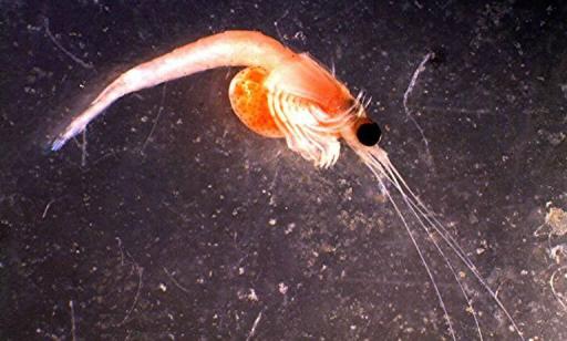 Side view of a shrimp showing its black eye, long antennae, numerous legs and yellow ventral pouch.