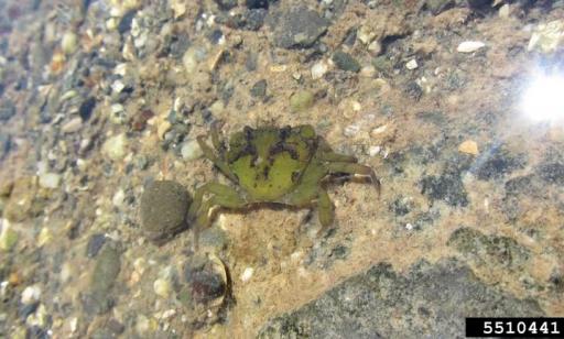 A crab crawls on a rocky bottom. It has a green shell mottled with dark patches and green legs.