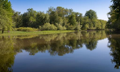 Poplars, silver maples and willows mirrored in the still water of a channel.