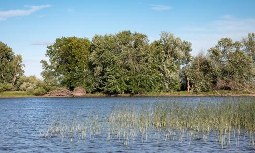 Emergent plants grow out of the water of a channel. Large trees stand on the distant shore.