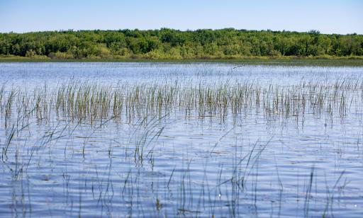 Aquatic plants emerge from a wide stretch of water in front of a thickly forested island.