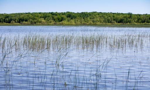 Aquatic plants emerge from a wide stretch of water in front of a thickly forested island.