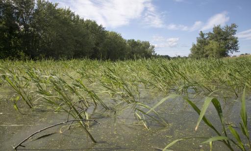 Des plantes aquatiques émergent d’une eau calme couverte de minuscules feuilles de plantes flottantes sur une vaste étendue.